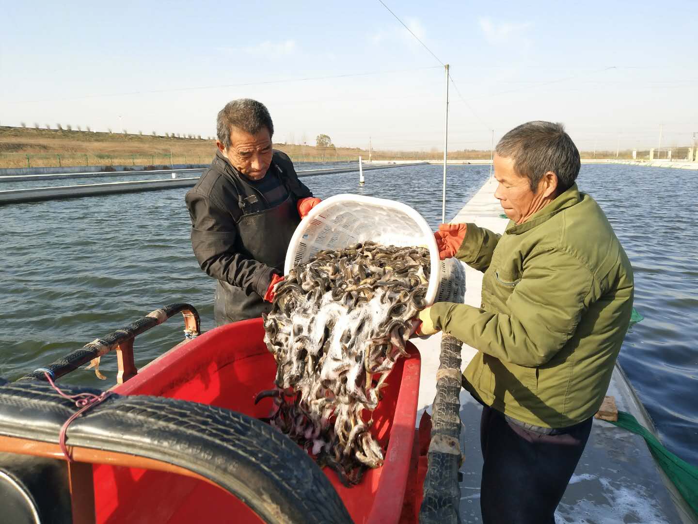 清洋湖泥鳅喜获丰收