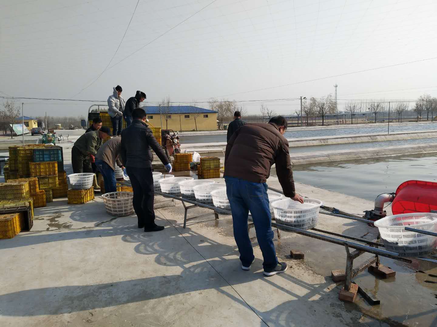 清洋湖泥鳅喜获丰收