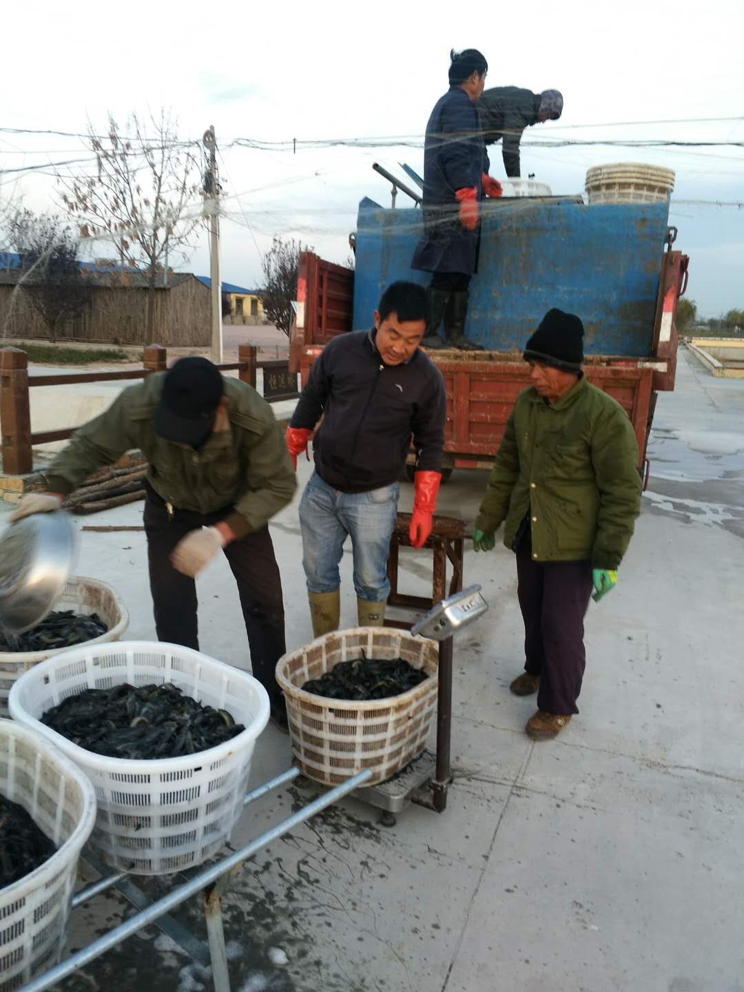 清洋湖泥鳅喜获丰收