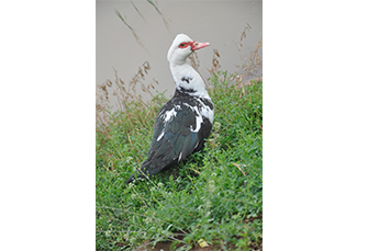 国家二级保护动物非洲雁落户百枣湖