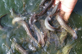 武城水产局领导一行到清洋湖考察台湾泥鳅养殖项目