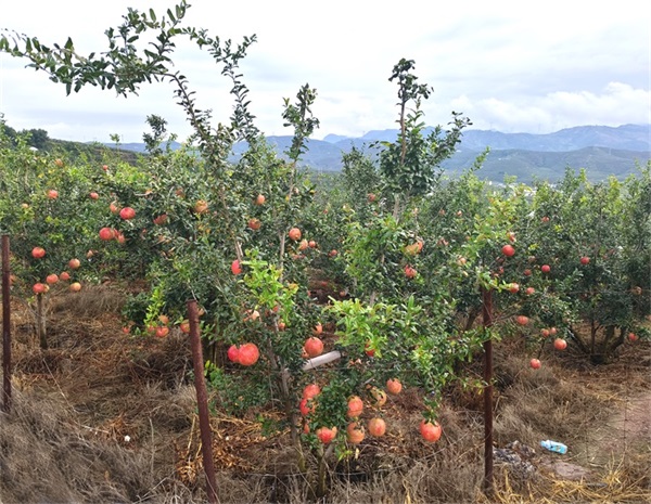 1758080774121199.jpg 1758080774121199.jpg